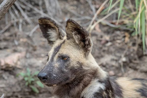 Side profile of an African wild dog.