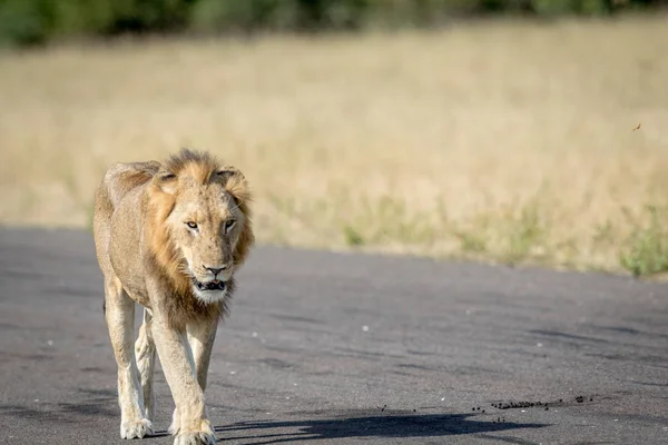 Young male Lion walking on the airstrip.