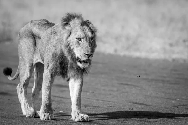 Young male Lion walking on the airstrip. — Stock Photo, Image