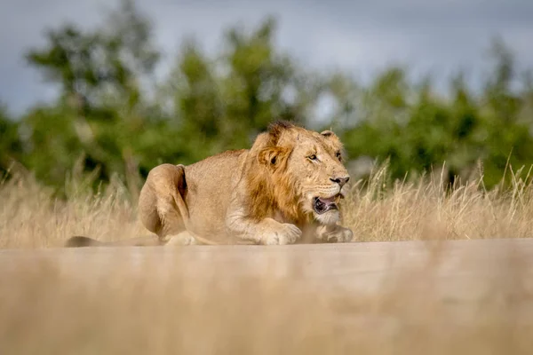 Junge männliche Löwen legen sich hin und schauen. — Stockfoto