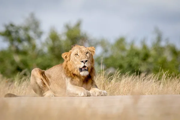 Jeune Lion mâle allongé et regardant . — Photo