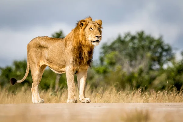 Young male Lion standing and looking. — Stock Photo, Image