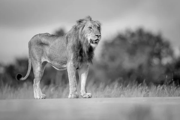 Genç erkek aslan duran ve seyir. — Stok fotoğraf