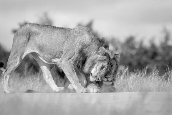 Dois jovens Leões do sexo masculino se unindo em preto e branco . — Fotografia de Stock