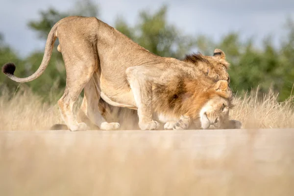 Dva mladí muži lvi lepení v Kruger. — Stock fotografie