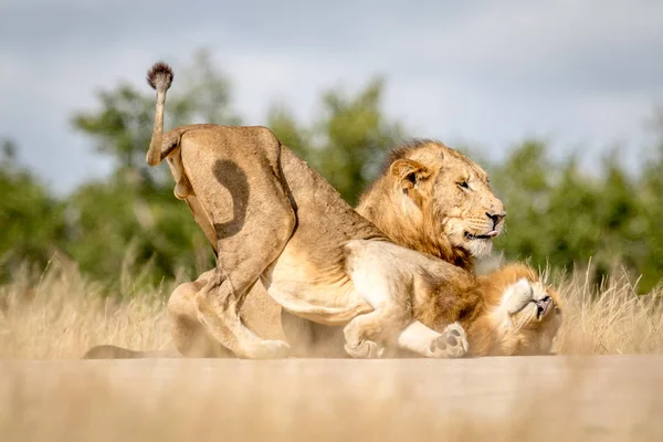 Two young male Lions bonding in Kruger. — Stock Photo, Image