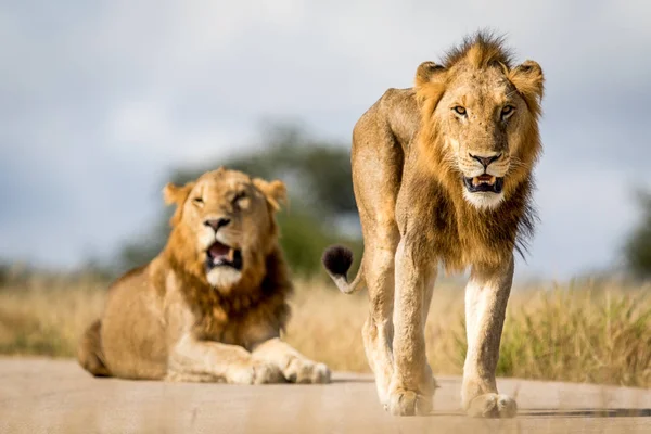 Δύο νεαρά αρσενικά αδέρφια λιοντάρι στο Κρούγκερ. — Φωτογραφία Αρχείου