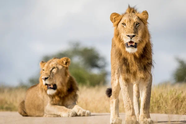 Δύο νεαρά αρσενικά αδέρφια λιοντάρι στο Κρούγκερ. — Φωτογραφία Αρχείου