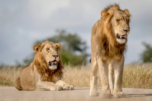 İki genç erkek aslan kardeşler Kruger. — Stok fotoğraf