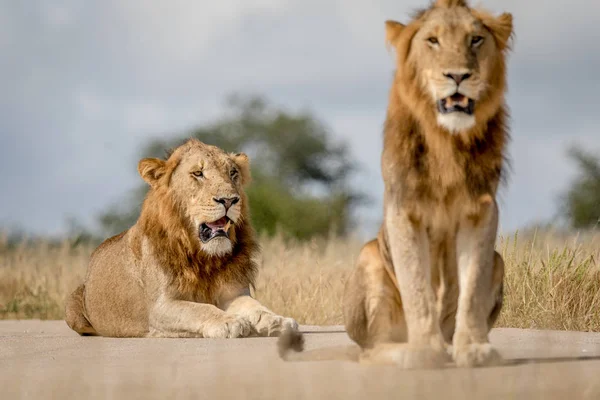 Dwóch młodych mężczyzn Lion braci w Kruger. — Zdjęcie stockowe