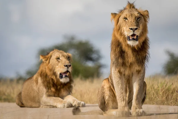 İki genç erkek aslan kardeşler Kruger. — Stok fotoğraf