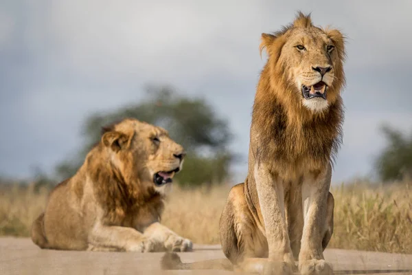 Két fiatal hím oroszlán testvér Kruger. — Stock Fotó