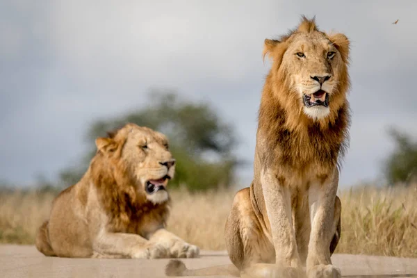 Zwei junge männliche Löwenbrüder in Kruger. — Stockfoto