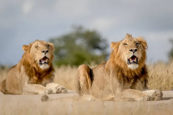 Dvě mladé mužské Lev bratři v Kruger. — Stock fotografie