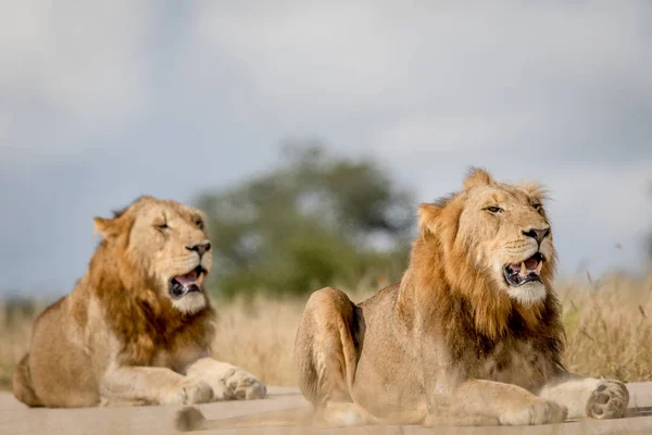 Két fiatal hím oroszlán testvér Kruger. — Stock Fotó
