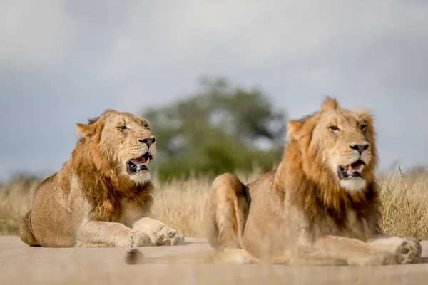 Två unga manliga Lion bröder i Kruger. — Stockfoto