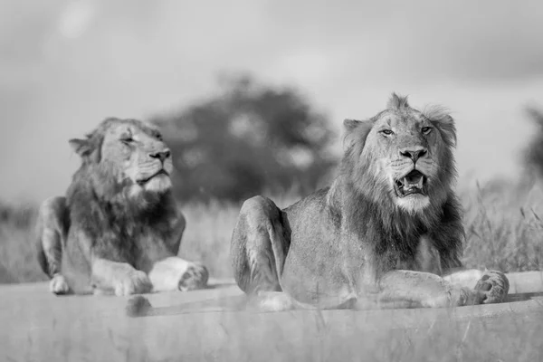 Deux jeunes frères Lion mâles en noir et blanc . — Photo