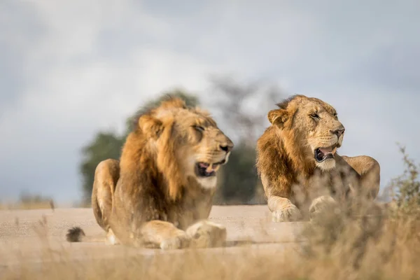 İki genç erkek aslan kardeşler Kruger. — Stok fotoğraf