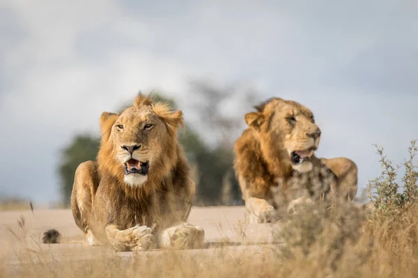 Dos jóvenes hermanos León en Kruger . —  Fotos de Stock