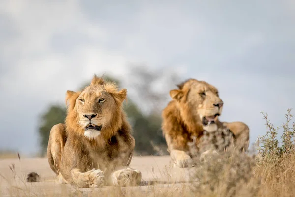 Due giovani fratelli leoni maschi a Kruger . — Foto Stock