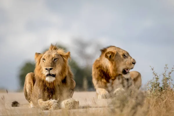 Zwei junge männliche Löwenbrüder in Kruger. — Stockfoto