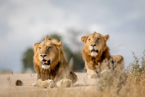 Två unga manliga Lion bröder i Kruger. — Stockfoto