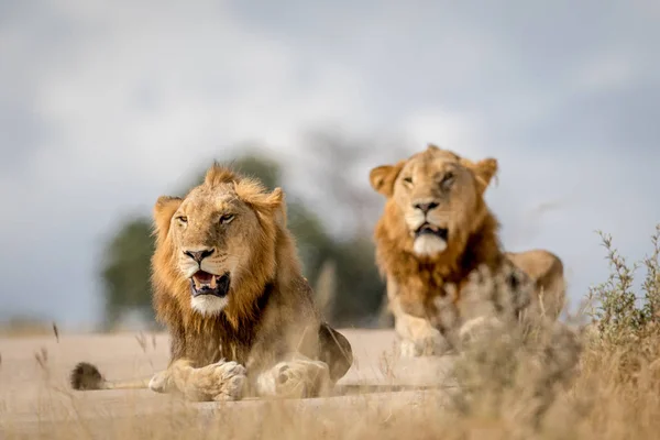 Dwóch młodych mężczyzn Lion braci w Kruger. — Zdjęcie stockowe