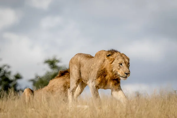 Jovem Leão macho caminhando no Kruger . — Fotografia de Stock