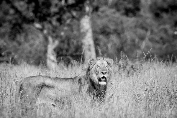 Jeune Lion mâle debout dans l'herbe haute . — Photo