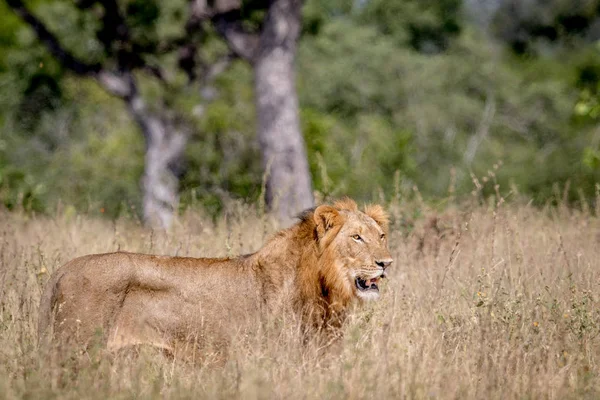 Unga manliga lejon stående i det höga gräset. — Stockfoto