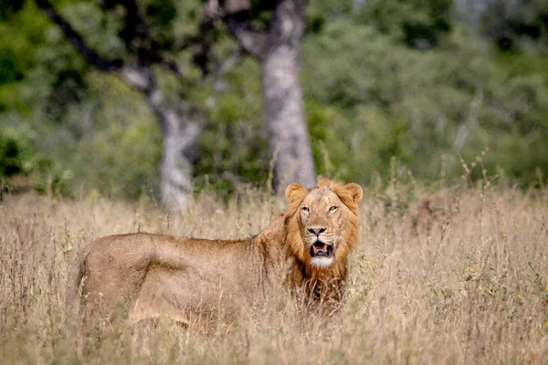 Giovane leone maschio in piedi nell'erba alta . — Foto Stock