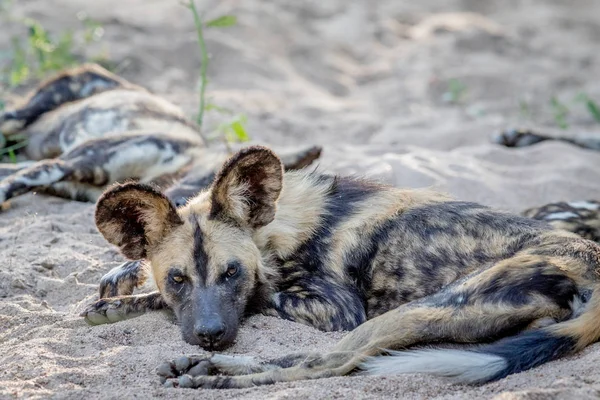 African wild dog laying in the sand.