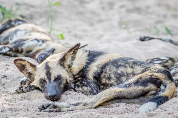 Afrika anjing liar berbaring di pasir . — Stok Foto