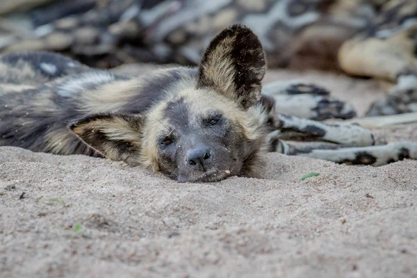 African wild dog laying and starring.