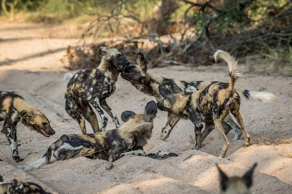 Pack of African wild dogs playing in the sand. — Stock Photo, Image