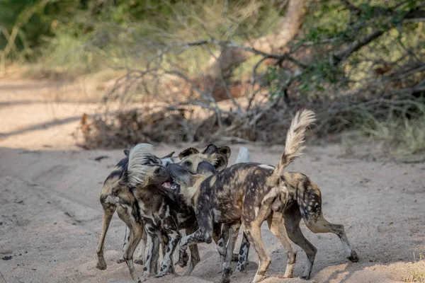 Kumpulan anjing liar Afrika bermain di pasir . — Stok Foto