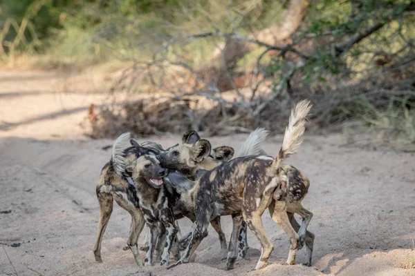 Pack of African wild dogs playing in the sand. — Stock Photo, Image