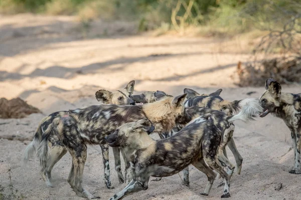 Pack of African wild dogs playing in the sand. — Stock Photo, Image