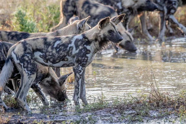 Rudel afrikanischer Wildhunde trinkt. — Stockfoto