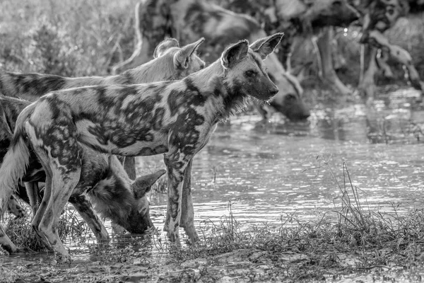 Opakowanie po afrykańskie dzikie psy, picie. — Zdjęcie stockowe