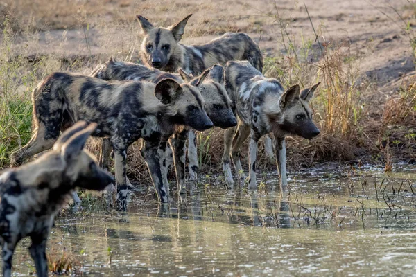 Rudel afrikanischer Wildhunde trinkt. — Stockfoto