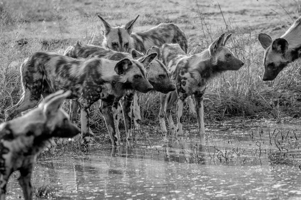 Rudel afrikanischer Wildhunde trinkt. — Stockfoto