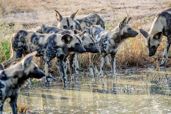 Pack of African wild dogs drinking.