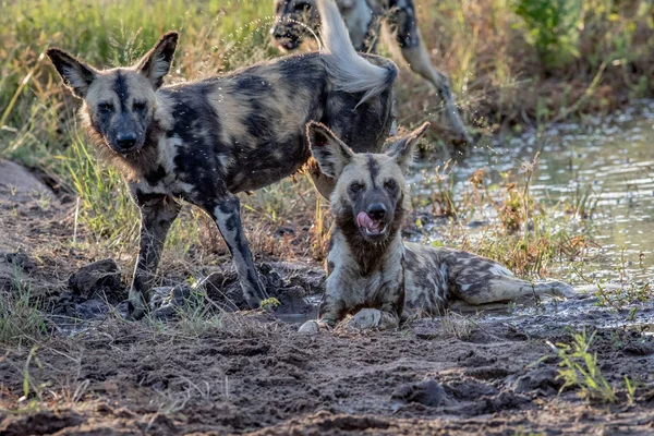 African wild dog laying in the sand and looking. — Stock Photo, Image