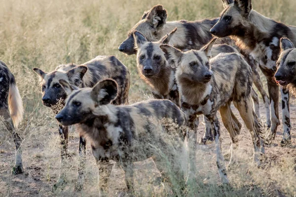 Pack van Afrikaanse wilde honden wandelen in het zand. — Stockfoto