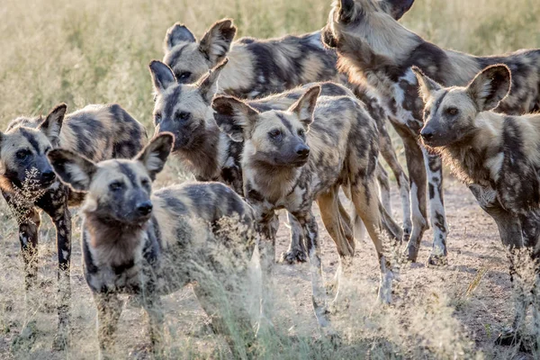 Pack of African wild dogs walking in the sand.