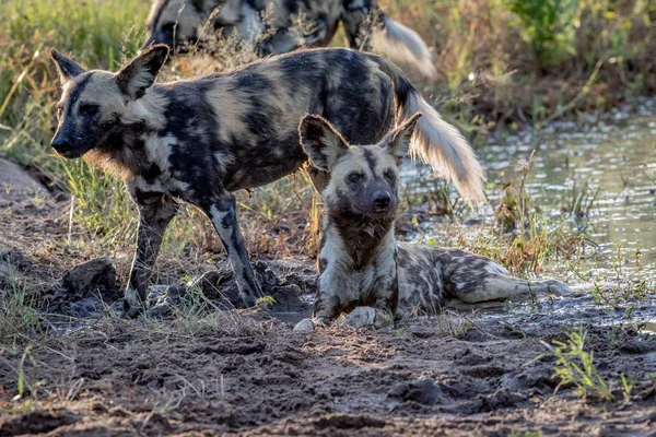 African wild dog laying in the sand and looking.