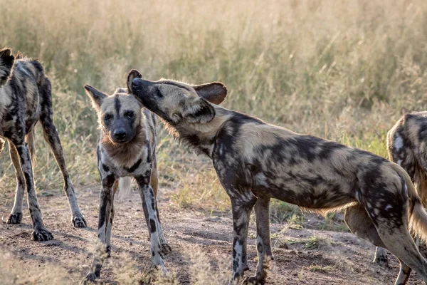 Africano salvaje perro grooming un paquete miembro . — Foto de Stock