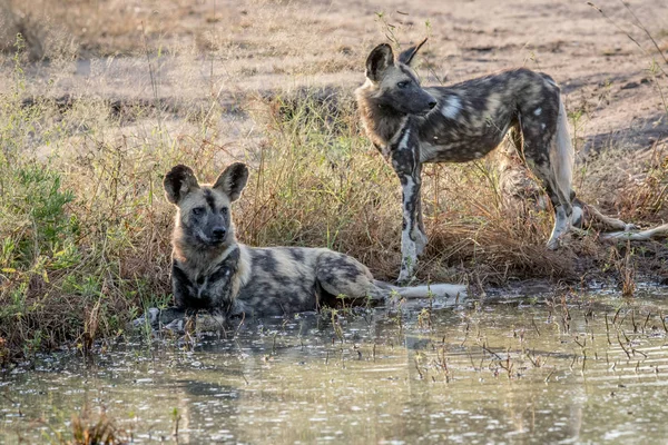 Two African wild dogs next to the water. — Stock Photo, Image