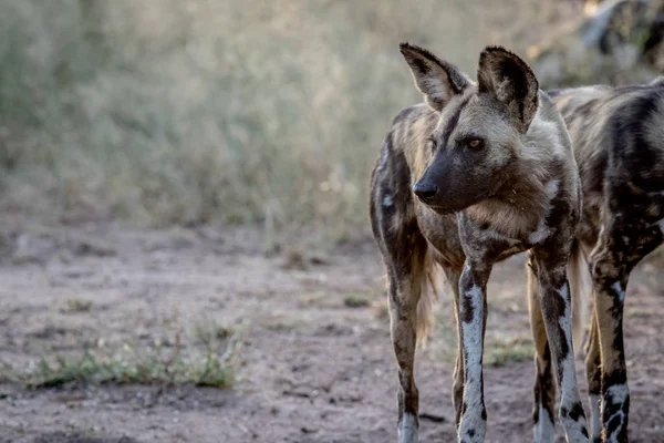 Side profile of an African wild dog. — Stock Photo, Image